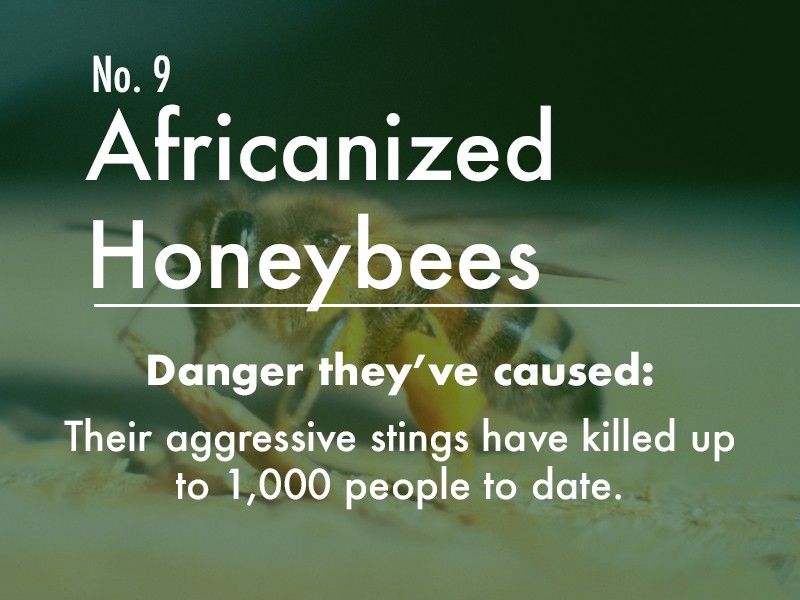 Africanized Honeybee dangers