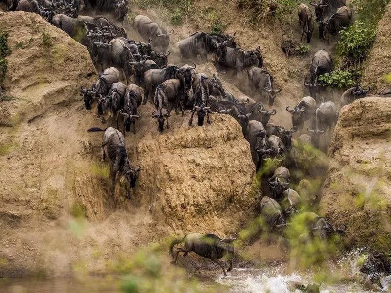 Africa's Great Migration