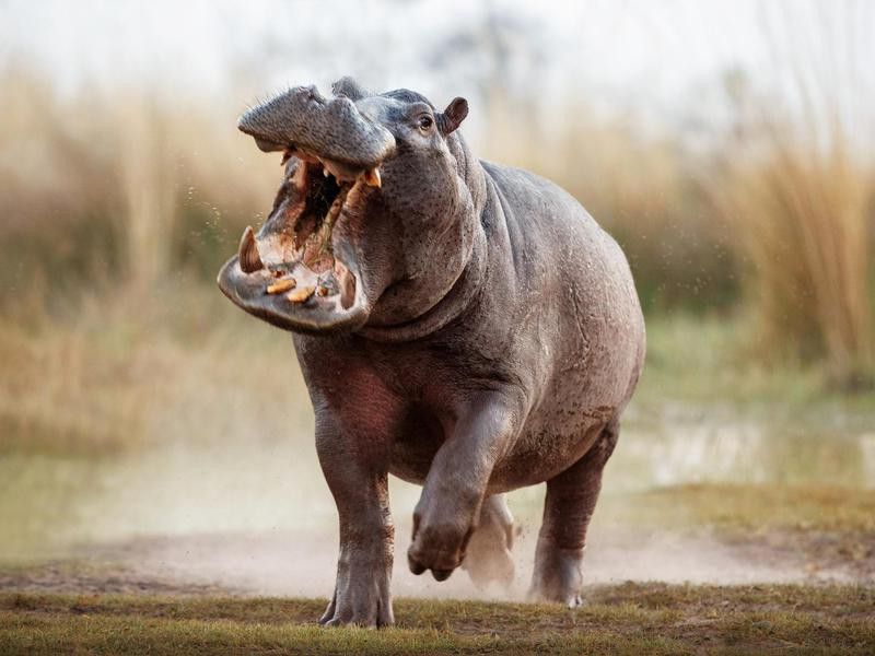 Aggressive hippo