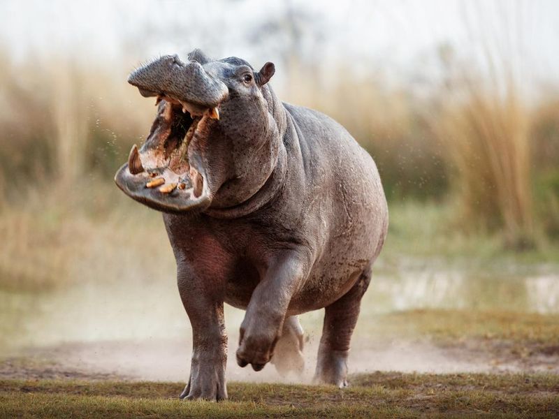 Aggressive Hippopotamus