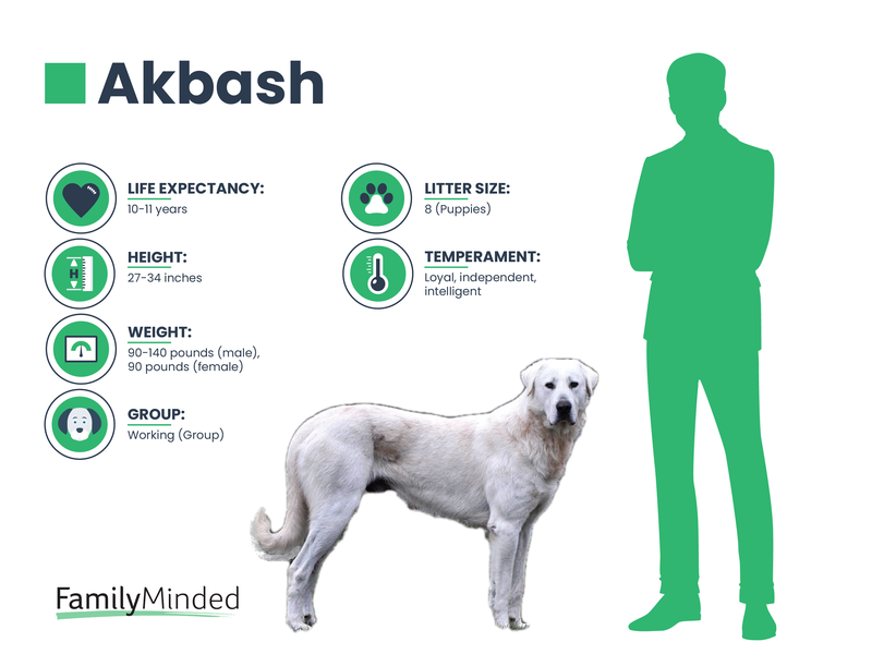 Akbash breed info