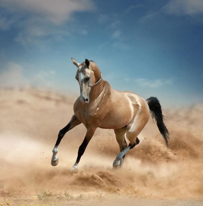 Akhal-Teke horse running in the desert