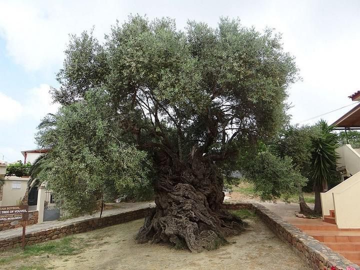 al Badawi olive tree