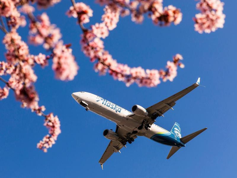 Alaska aircraft with cherry blossoms