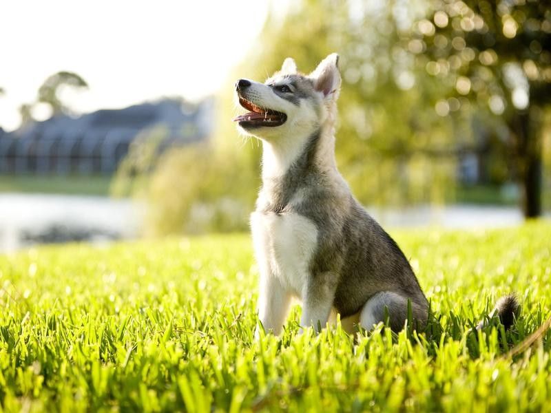 Alaskan Klee Kai, a cute dog breed