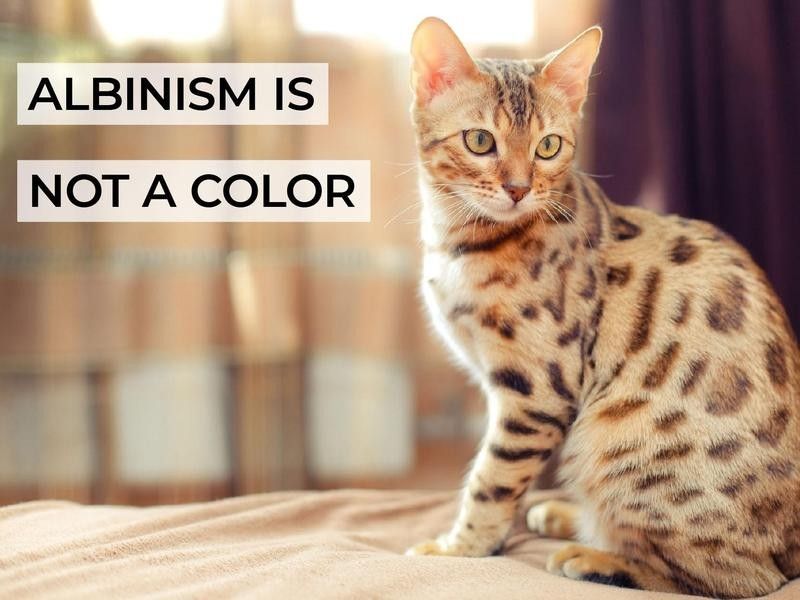 Albinism Is Not a Color