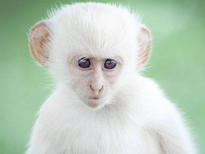 Albino velvet monkey