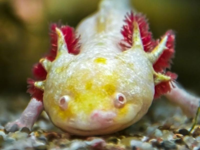 albinotic gold axolotl