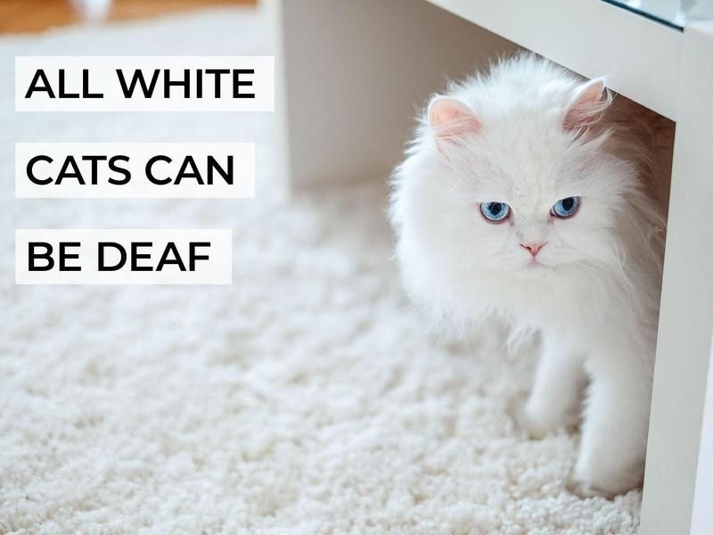 All White Cats Can Be Deaf