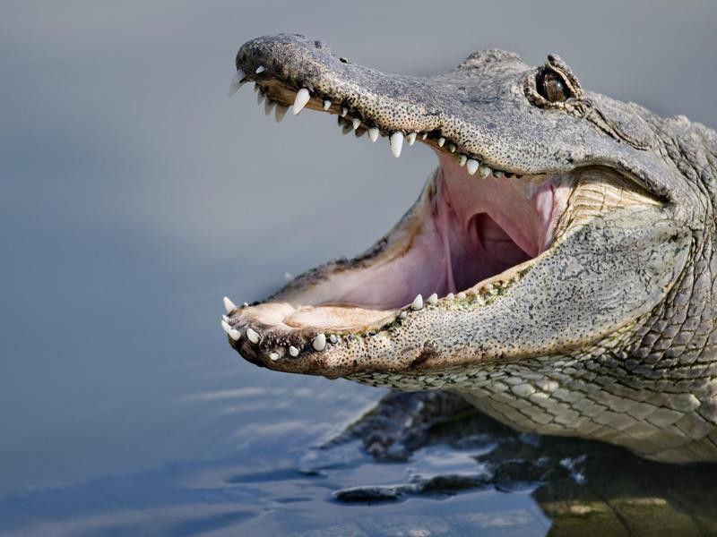 Alligator showing teeth