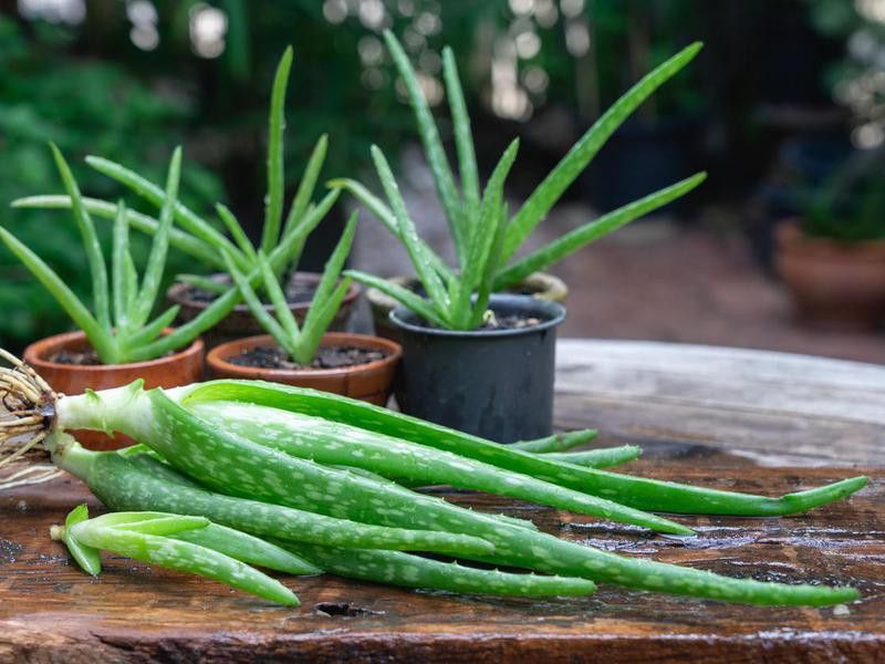 Aloe vera houseplant