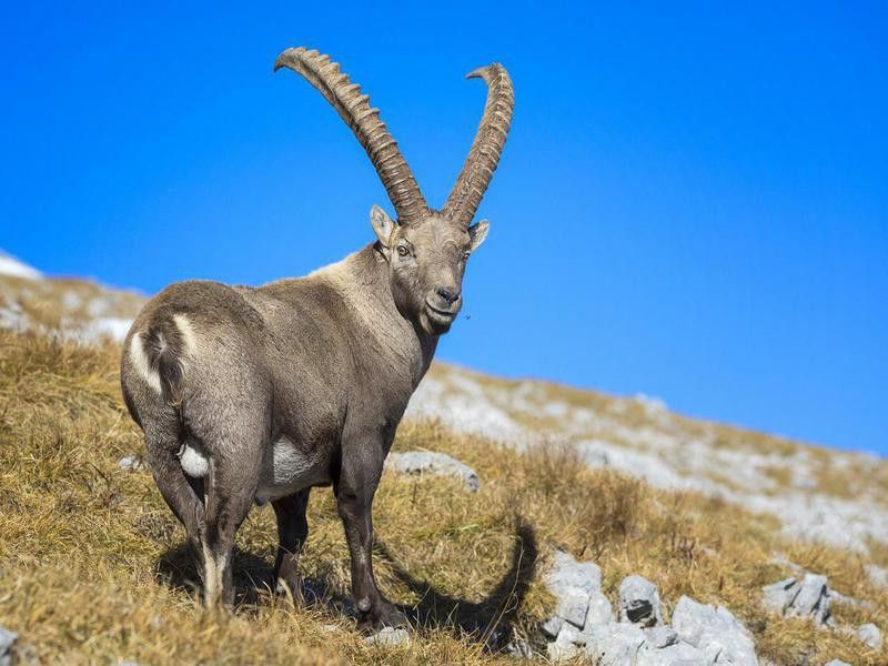 Alpine Ibex Mountain Goat