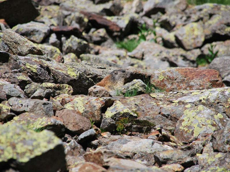 Alpine marmot on rocks