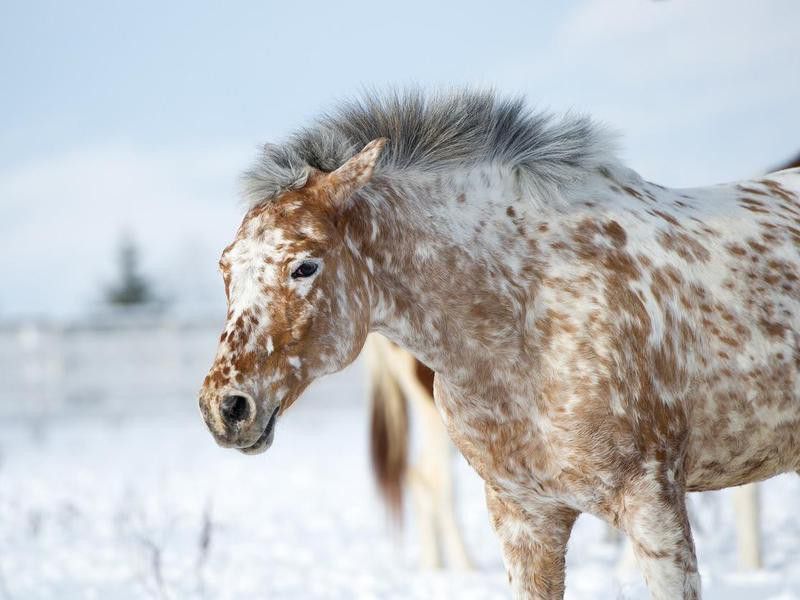Altai Appaloosa horse portrait