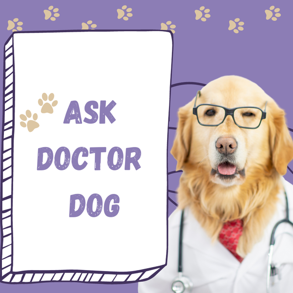 Have Questions About Dogs? Ask Doctor Dog for the Always Pets Newsletter