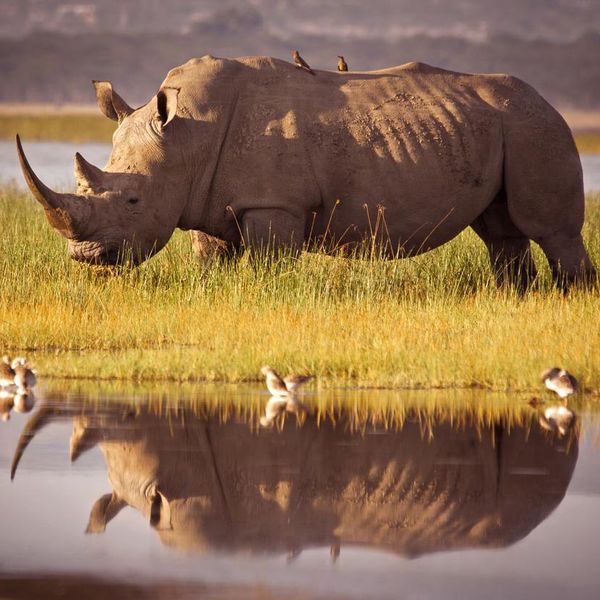 Every Rhino Fact You Want to Know