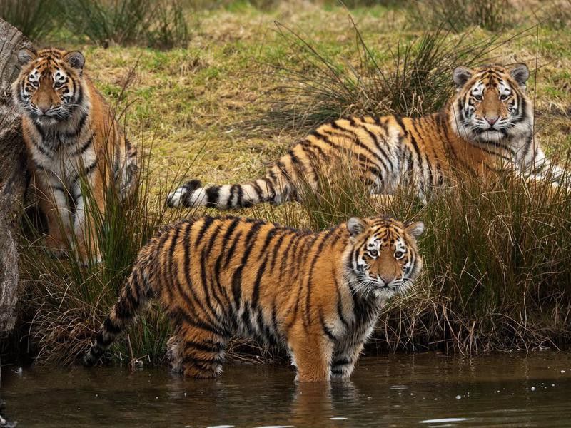 ambush of tigers