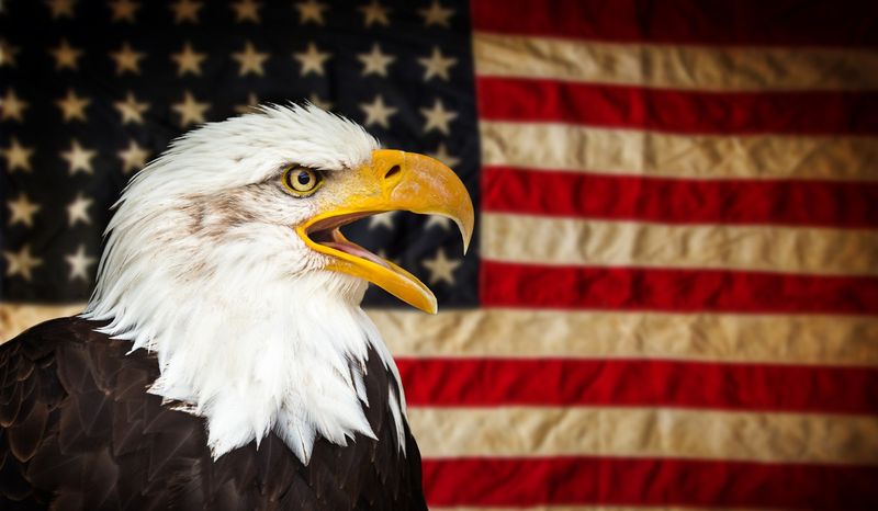American Bald Eagle with American flag