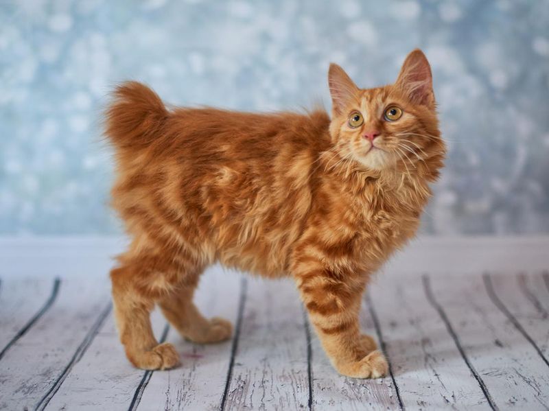 American bobtail cat breed up for adoption