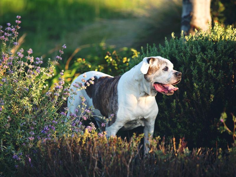 American Bulldog Standing In A Spring Garden