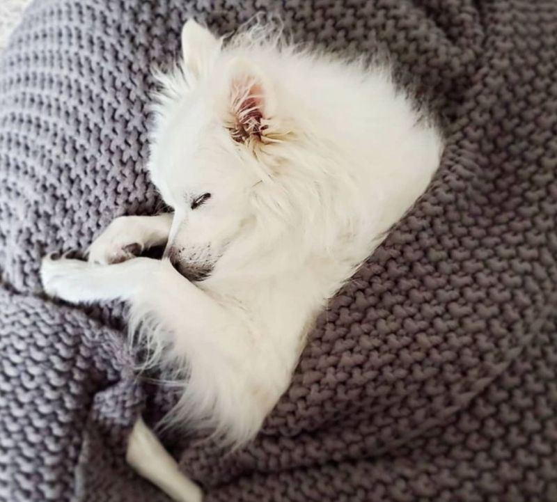 American Eskimo dog sleeping