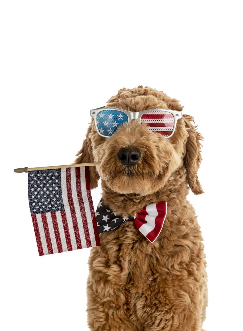 American flag dog