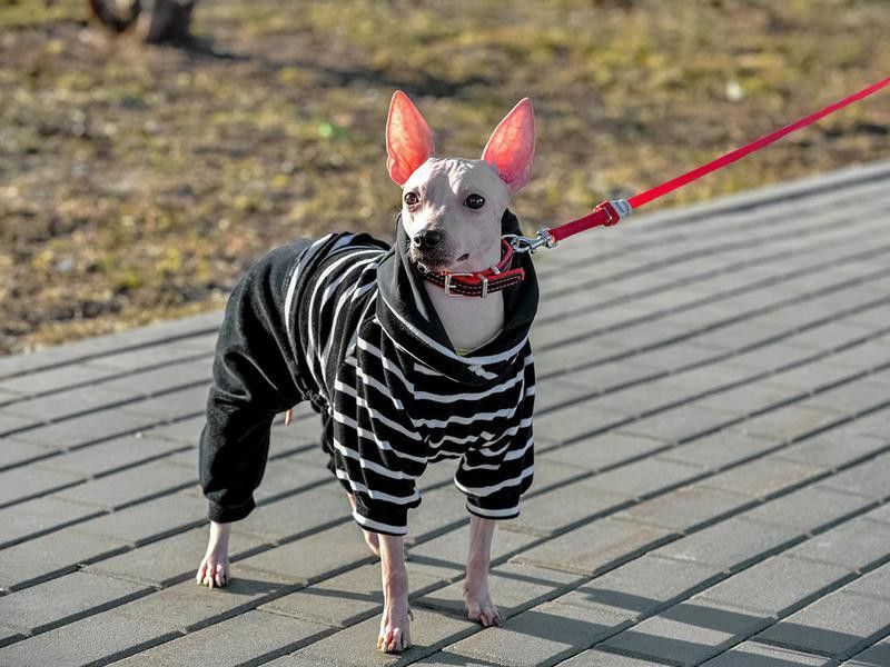 american hairless in jacket