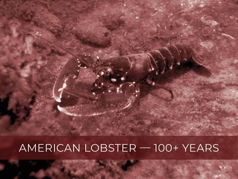 American Lobster