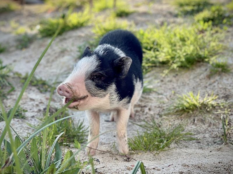 American mini pig eating grass