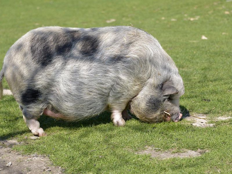 American mini pig sniffing the ground