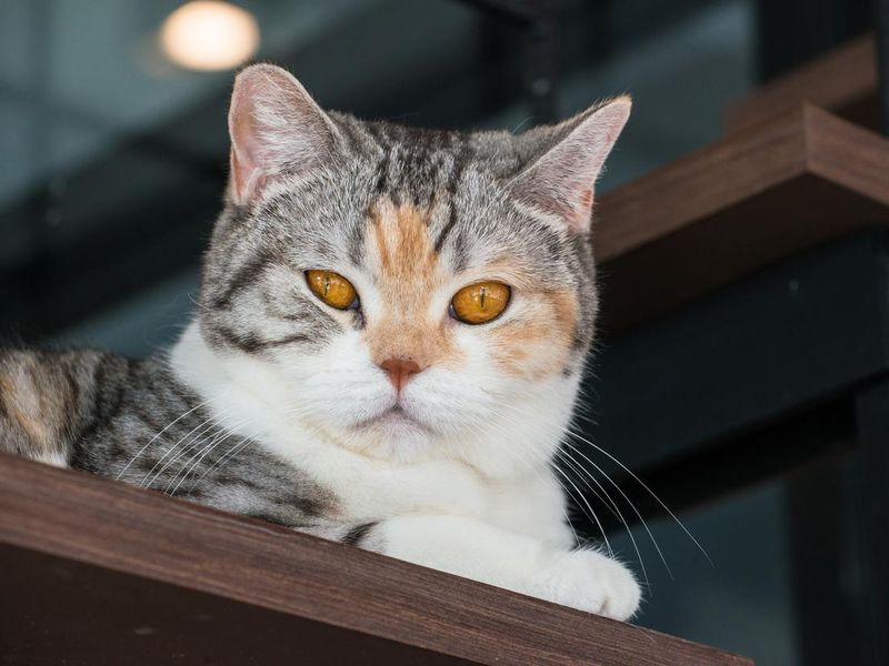 American wirehair cat