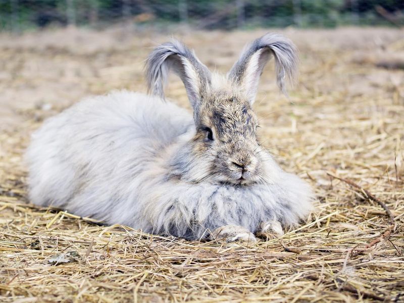 An angora rabbit relaxing