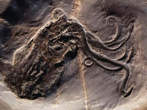 An octopus fossil
