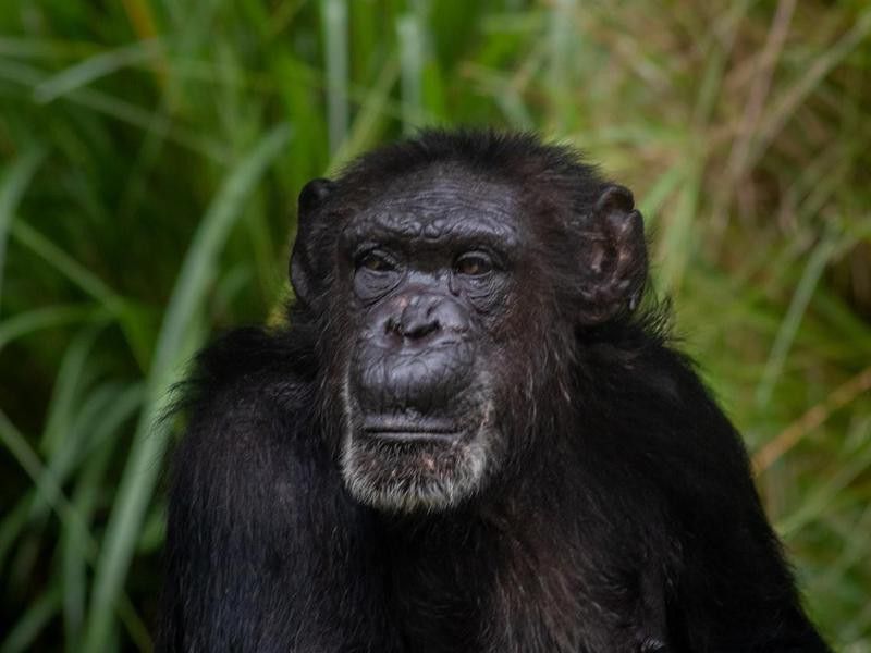An Old Chimpanzee with Grey Hair in the Jungle