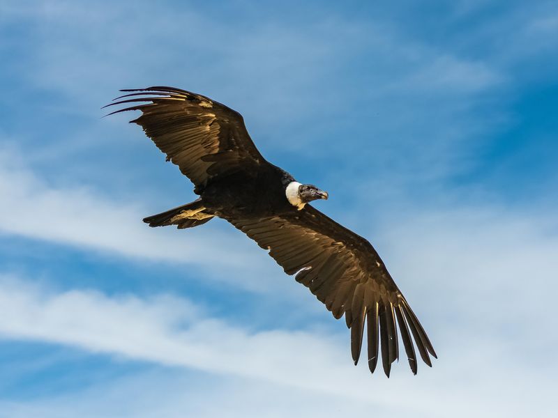 Andean Condor, bird flying