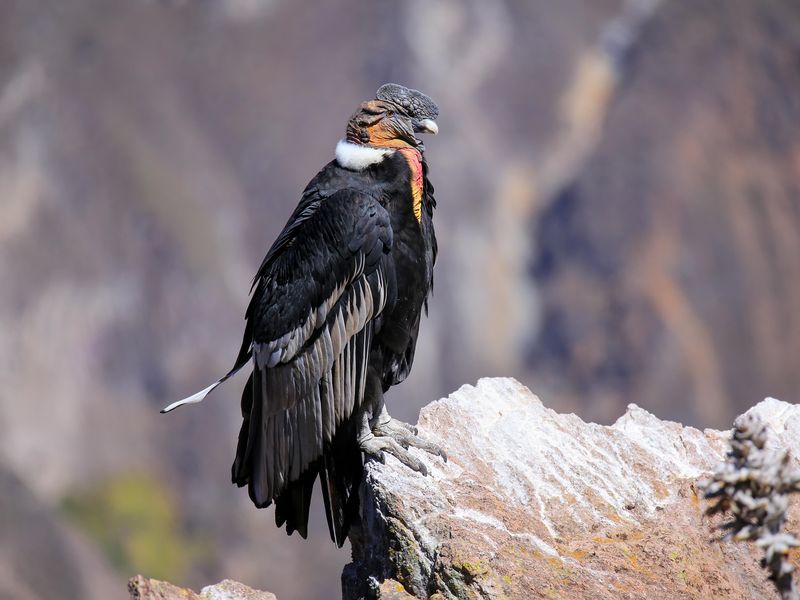 Andean Condor sitting at Mirador Cruz del Condor