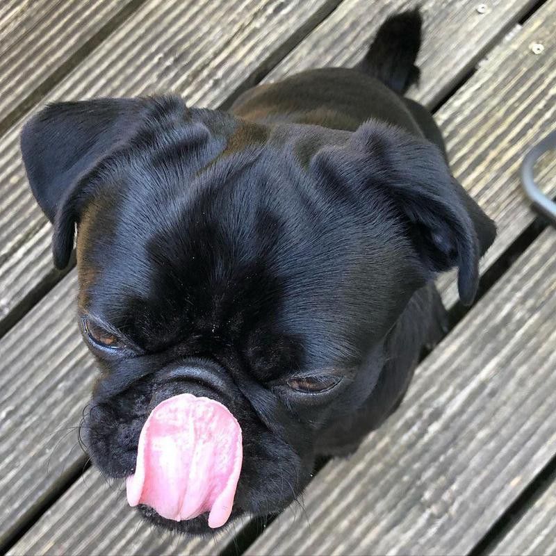 Angry black pug with its tongue out