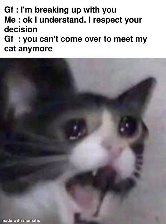 Angry cat after a breakup meme