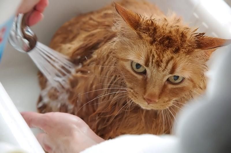 Angry cat getting a bath