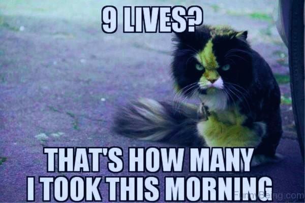 Angry cat morning meme