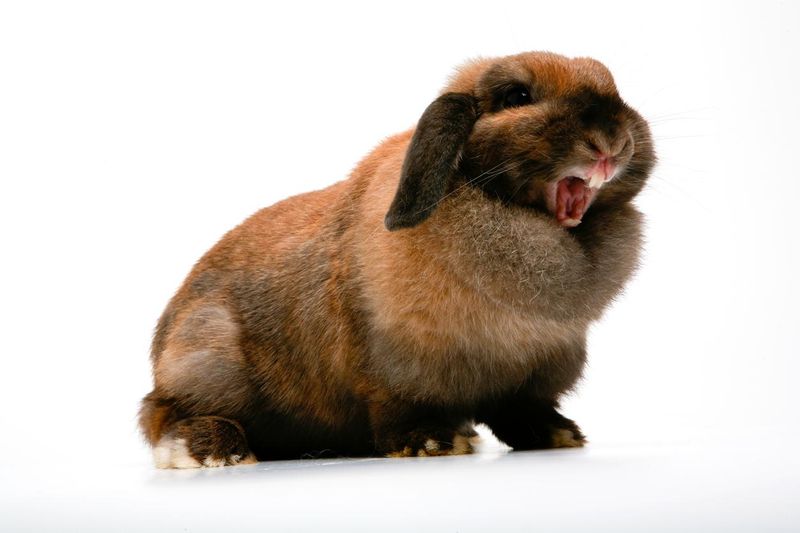 Angry pet bunny