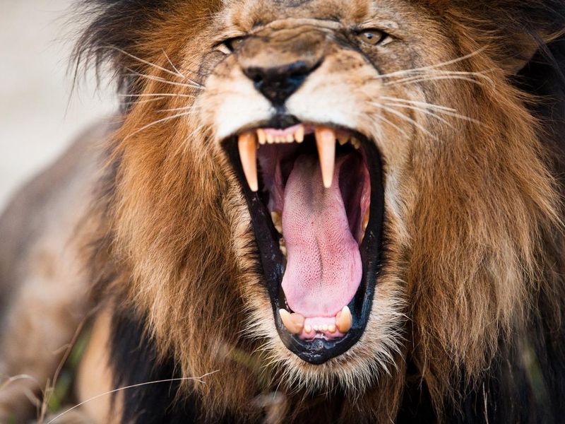Angry roaring lion