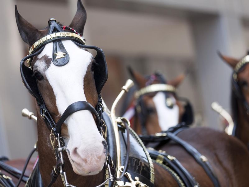 Anheuser-Busch beer wagon clydesdales