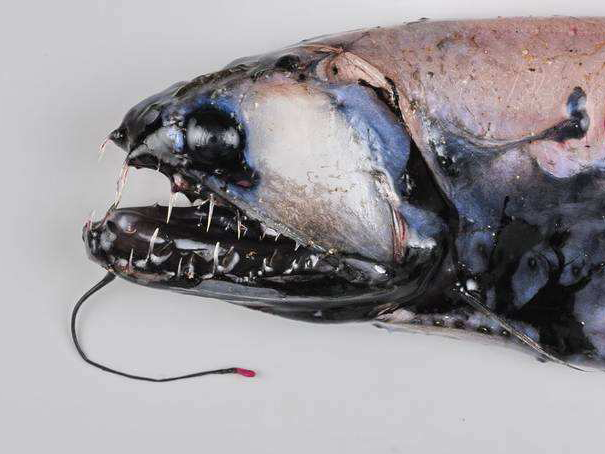 Antarctic Snaggletooth Fish