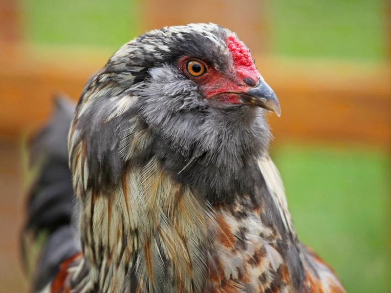 Araucana juvenile rooster