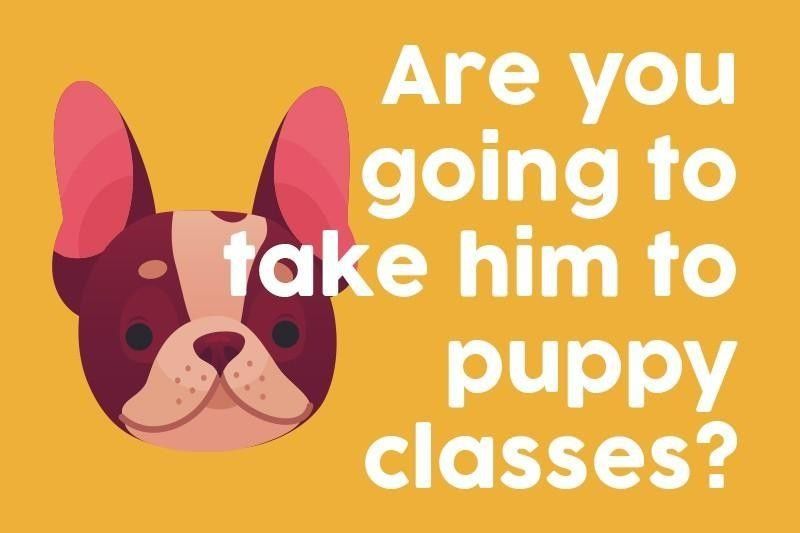 Are you going to take him to puppy classes?