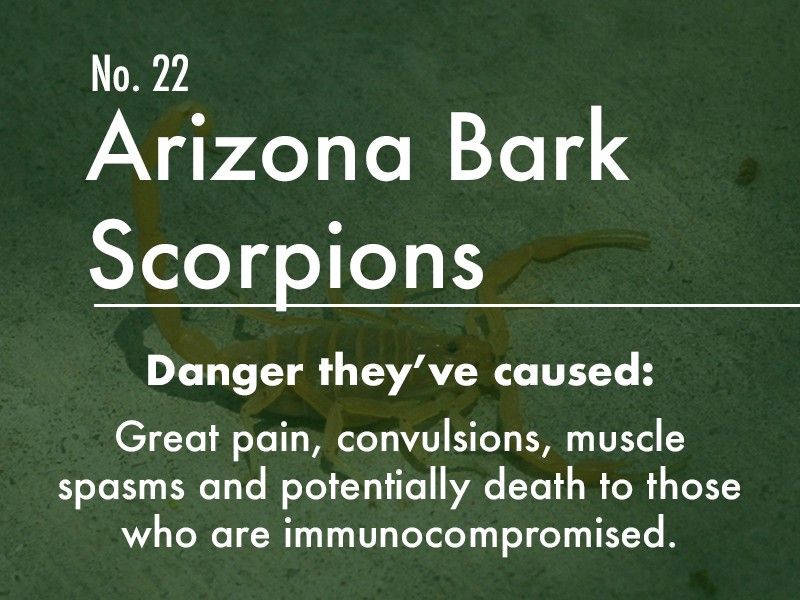 Arizona Bark Scorpion dangers