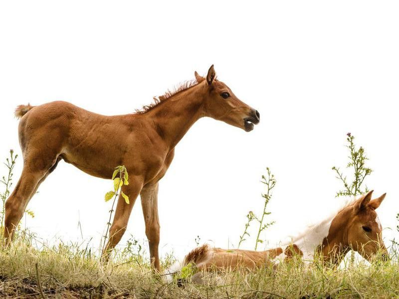 Asil Arabian foals