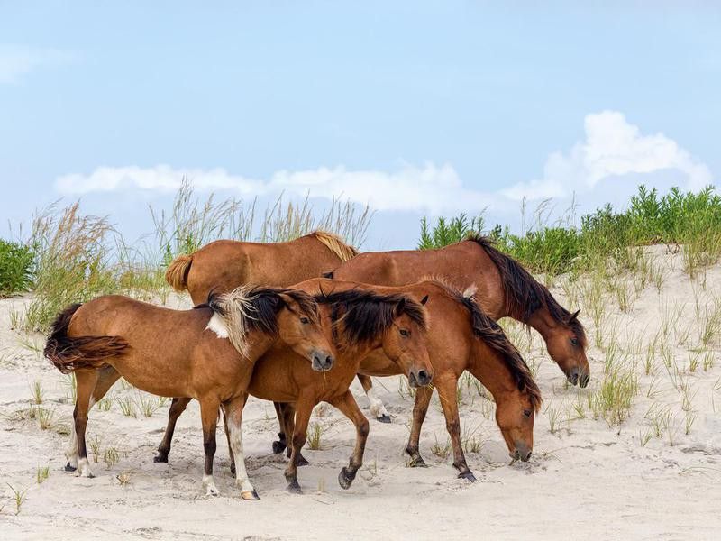 Assateague Wild Ponies on the beach in Virginia
