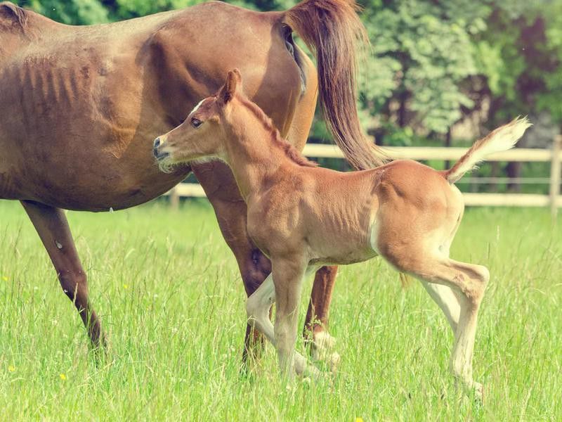 at a summer day - arabian horse foal with mother